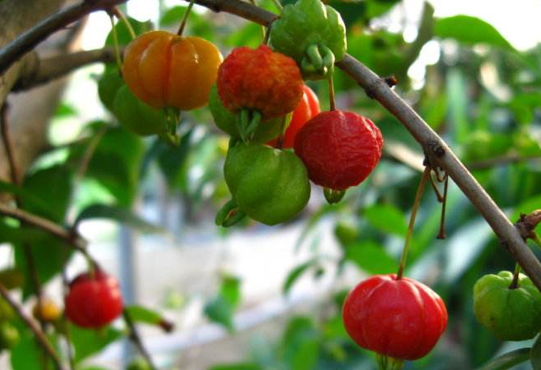  p>红果仔(学名: i> /i> i>eugenia uniflora /i> linn.