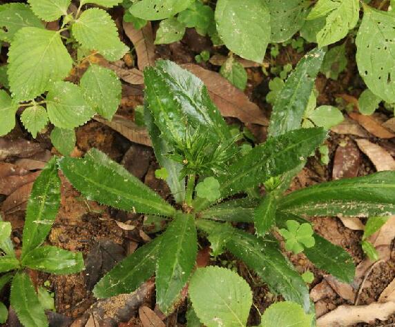  p>刺芹(学名: i>eryngium foetidum /i> l.)是伞形科刺芹属植物.