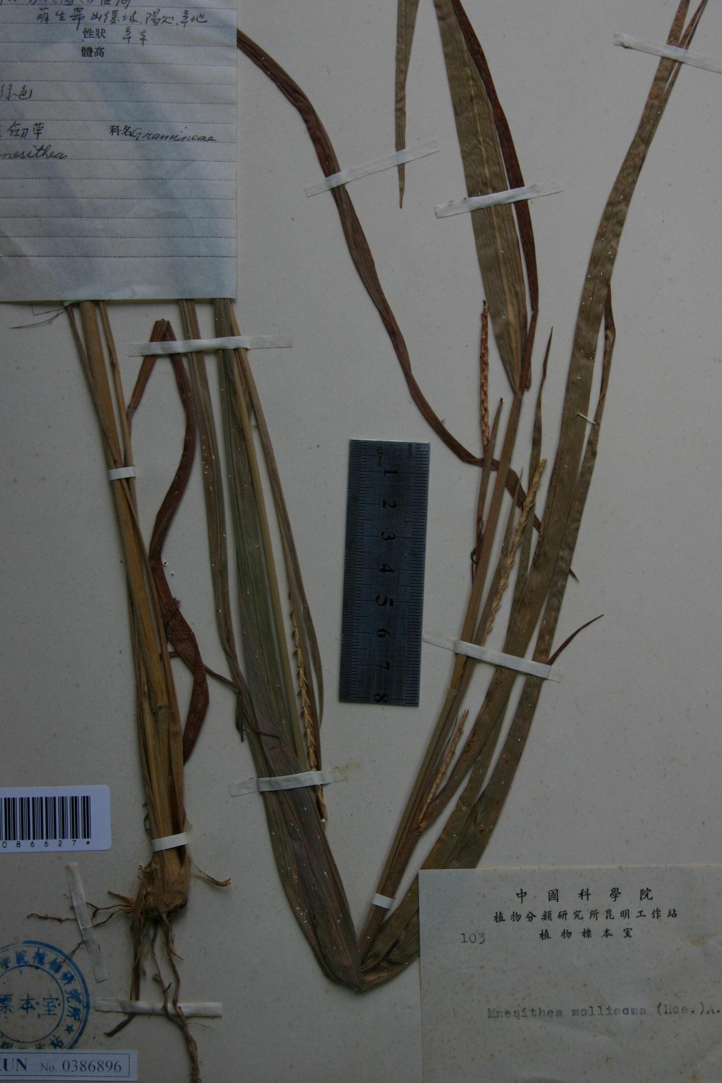  p>毛俭草属是禾本科,高粱族, a target="_blank" href="/item/筒轴茅