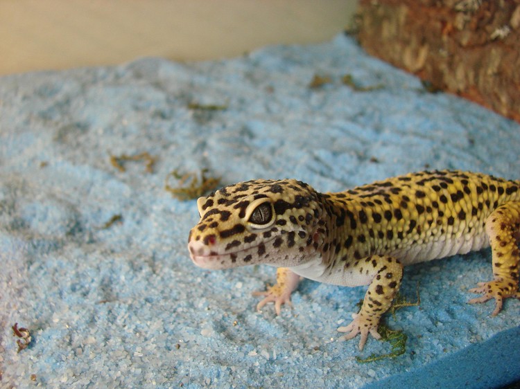 豹纹壁虎