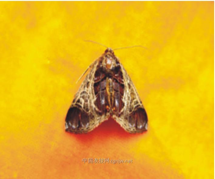  p>葡萄虎蛾,seudyra subflava moore,属鳞翅目 a href="#">虎蛾科 /a