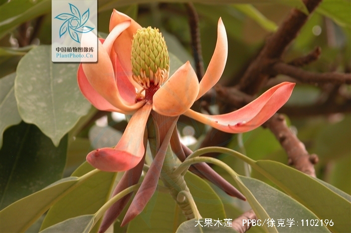  p>大果木莲( i>manglietia grandis  /i>hu et cheng), a target="