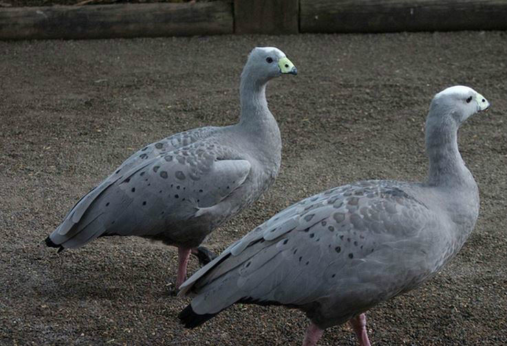  p>澳洲灰雁(学名: i>cereopsis novaehollandiae /i>)是澳洲南部一种