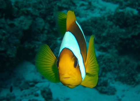 p>红海双带小丑(学名:amphiprion bicinctus)体呈近于圆形,侧扁;口前