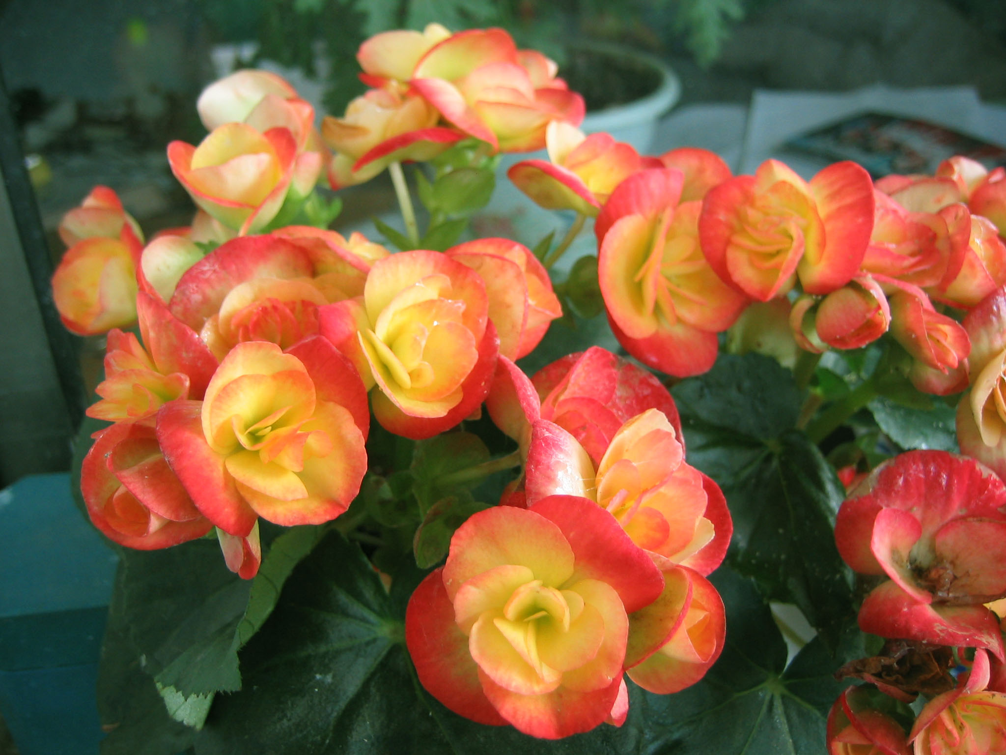 a> a target="_blank" href="/item/秋海棠属">秋海棠属 /a>多年 <aa