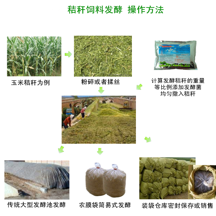 青贮玉米秸秆