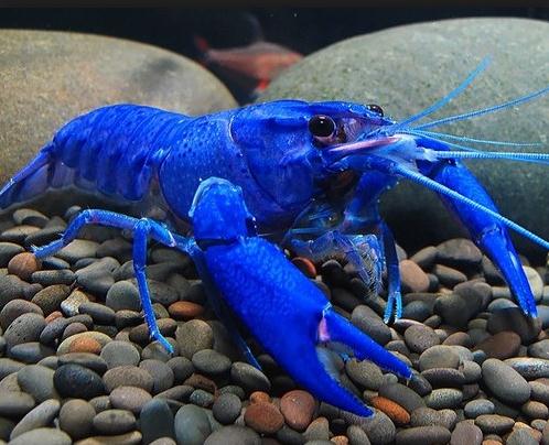  p>马龙螯虾(cherax cainii-marron),世界第三大淡水螯虾,生活在澳洲