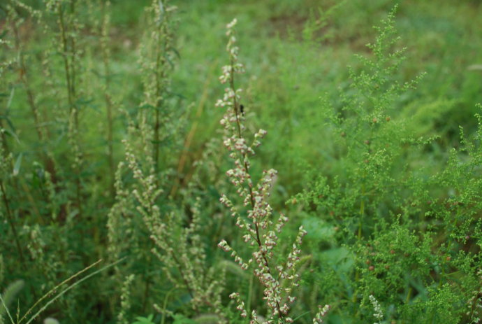  p>绢蒿属(拉丁学名: i>seriphidium (besser ex less.) fourr.