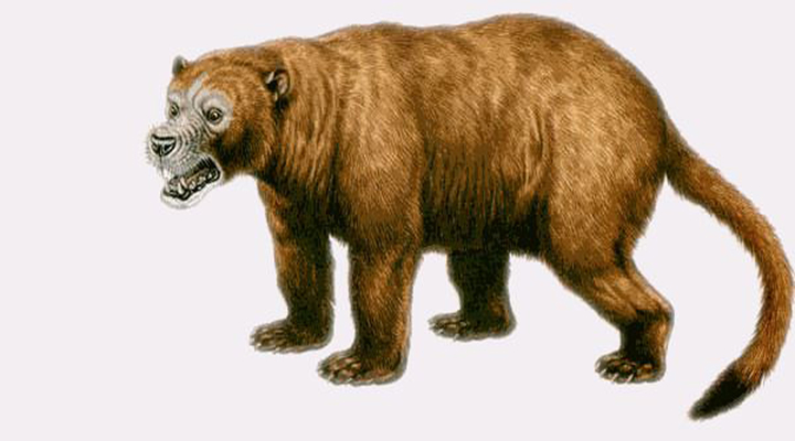 裂肉兽(sarkastodon)