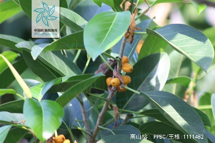  p>高山榕(学名: i>ficus altissima /i>)属 a href="#" data-lemmaid