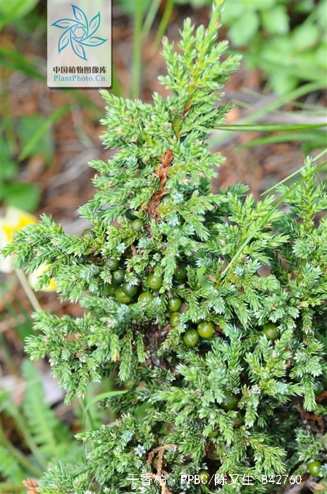  p>干香柏(学名: i>cupressus duclouxiana  /i>hickel)是柏科,柏木属