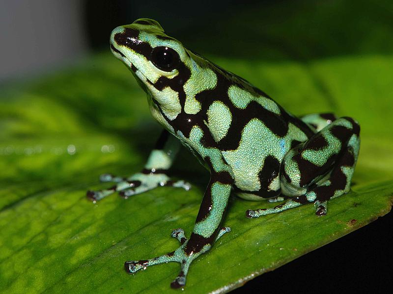  p>蟾舌为 a target="_blank" href="/item/蟾蜍科/2334871" data