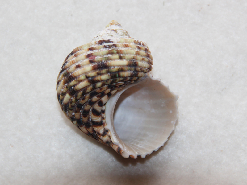  p>银口蝾螺,turbo argyrostomus,是蝾螺科,蝾螺属的一种动物.