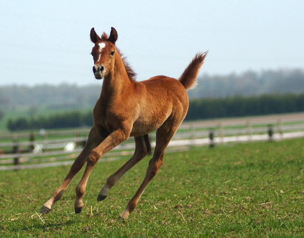 奥尔洛夫快步马
