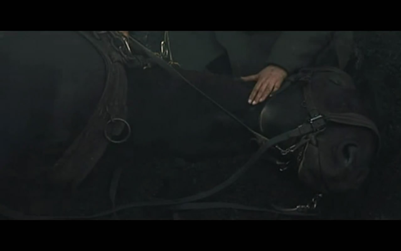 war horse