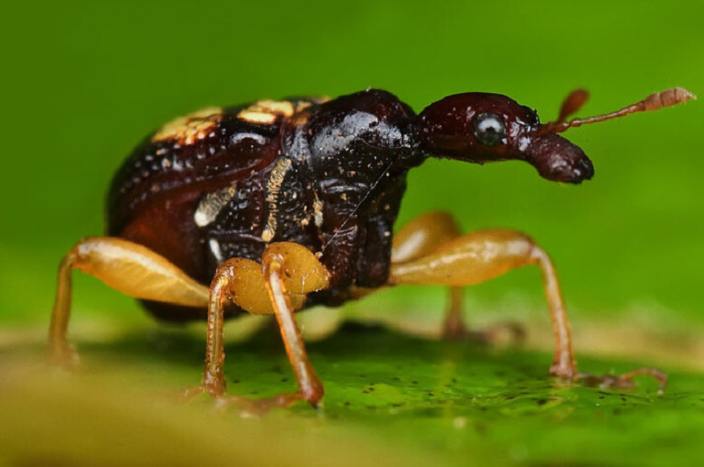 "6734187">分类地位 /a> 昆虫纲 insecta 鞘翅目 coleoptera 象甲总科