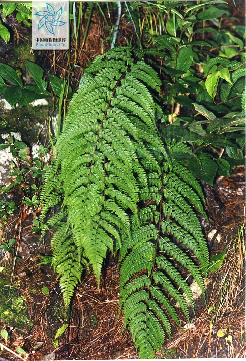 href="#">蹄盖蕨属 /a>下的一个种,簇生鳞片叶