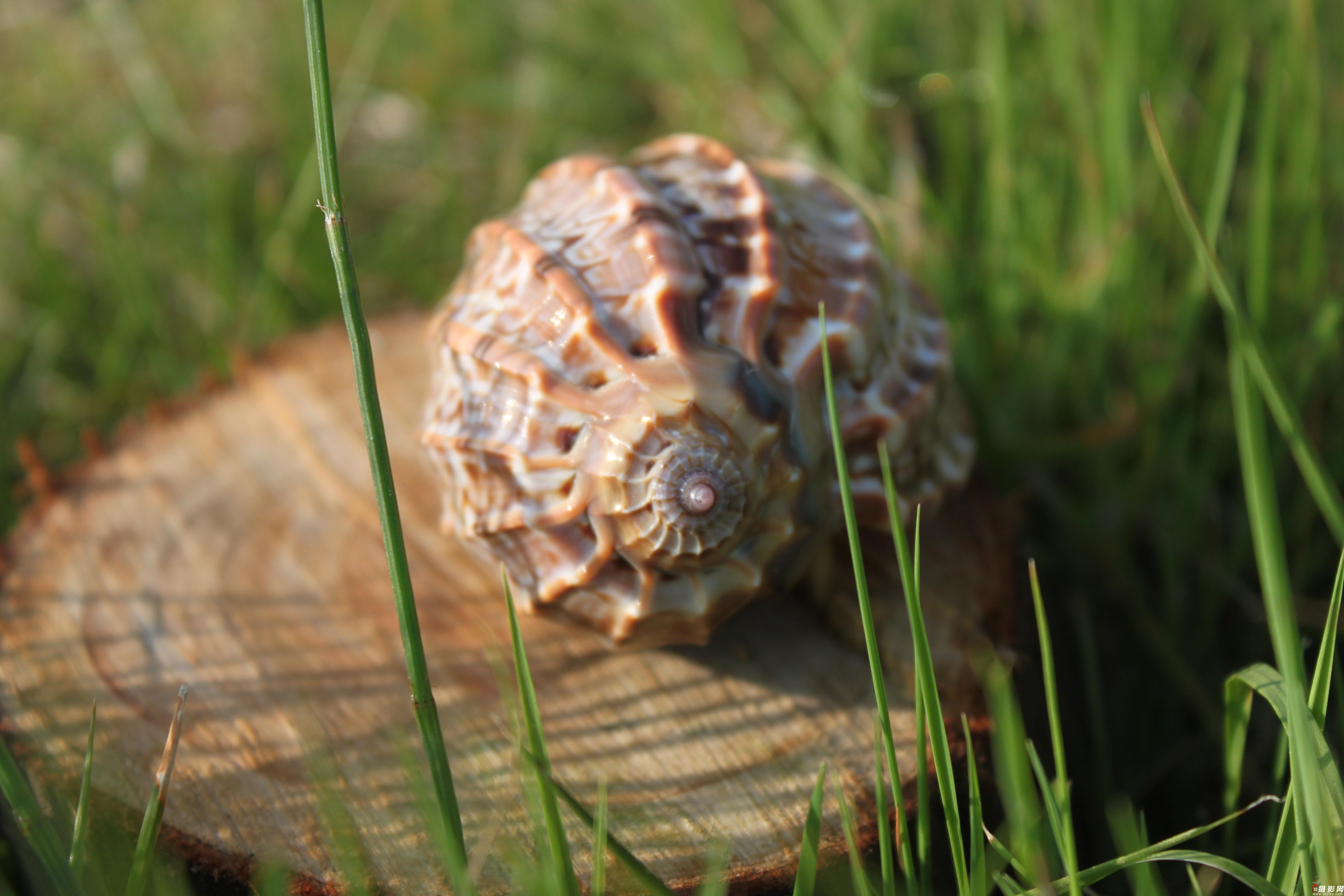  p>竖琴螺(学名:harp conoidalis),是 a href="#" data-lemmaid="