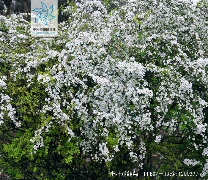 李叶笑靥花