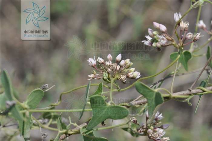  p> b>羊角子草 /b>(学名: i>cynanchum cathayense /i>)为萝藦科 a