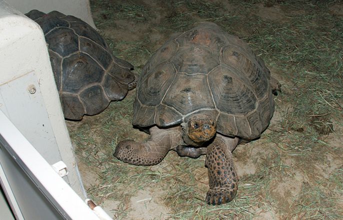  p>加拉帕戈斯象龟(学名: i>chelonoidis  /i>galapagoensis i> /i>