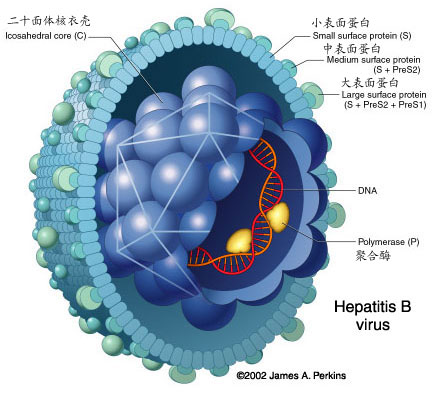 p>亨德拉病毒(hendravirus,hev),亨德拉病毒旧称马科麻疹病毒(equine