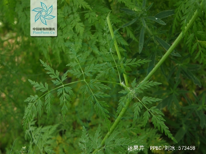  p>迷果芹(学名:sphallerocarpus gracilis)是伞形科迷果芹属植物.