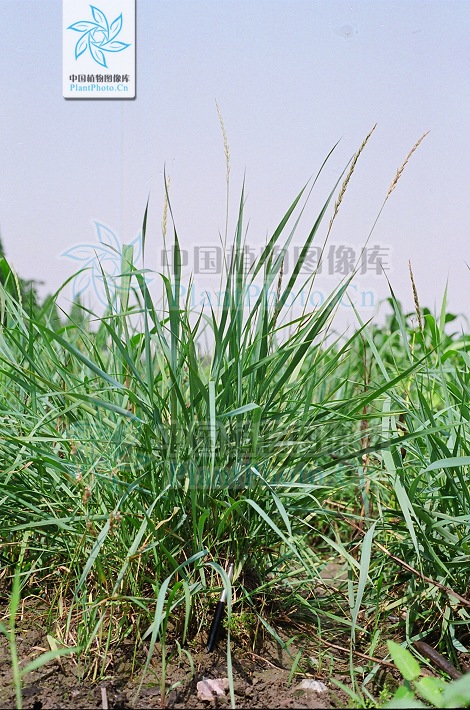 禾草被称为饲料之王,其中最宝贵的旱生饲用禾草有