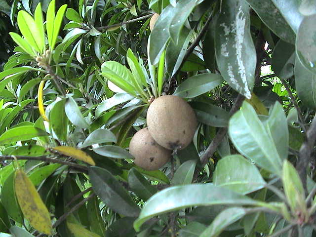  p>人心果(学名: i>manilkara zapota   /i>(linn.