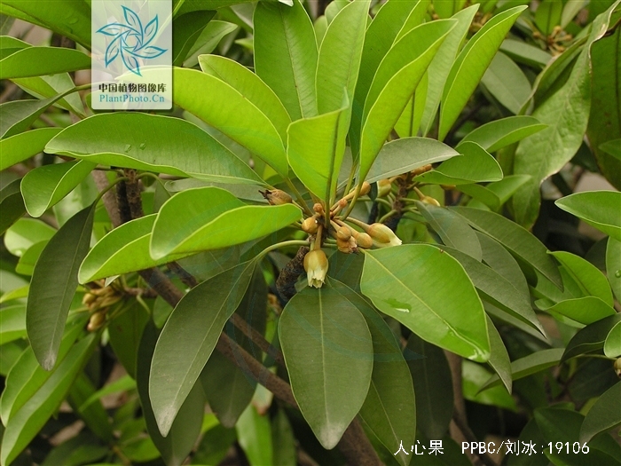  p>人心果(学名: i>manilkara zapota   /i>(linn.