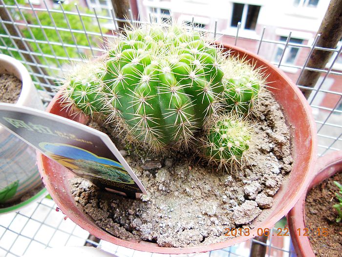  p> a target="_blank" href="/item/仙人球/1470803" data-lemmaid="