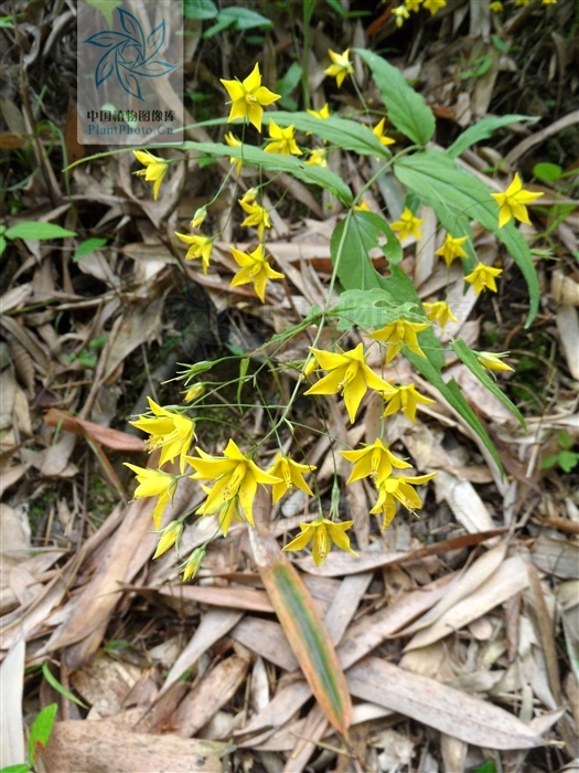 lysimachia longipes hemsl.