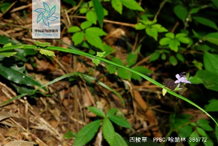  p>别名:牛奶藤(绥江),万年青,四棱筋骨草(四川宜宾).
