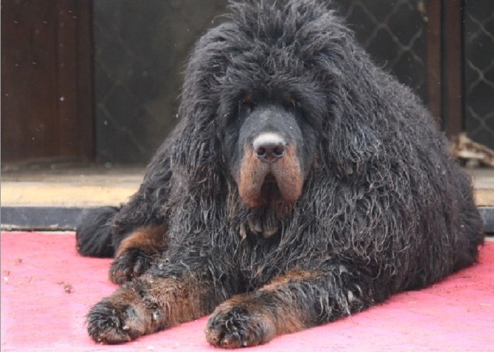  p>中国青海玉树藏獒官网,简称玉树藏獒网,是青海玉树最具权威性与