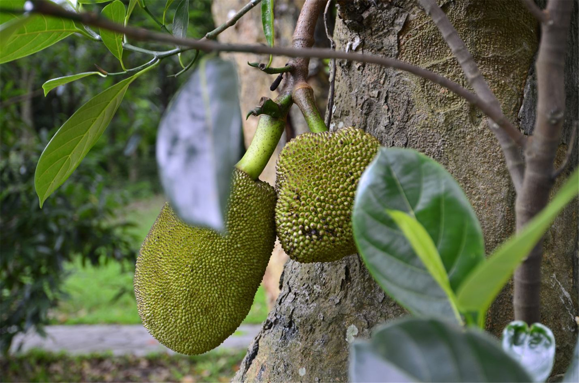 是桑科波罗蜜属常绿乔木.