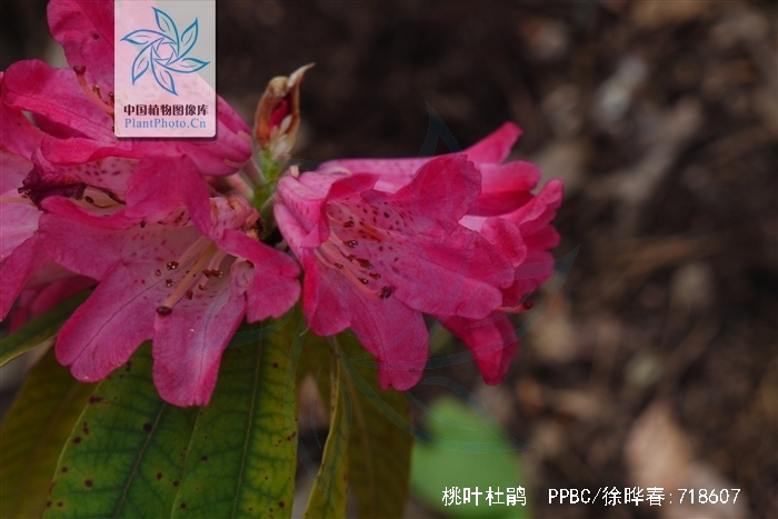  p>桃叶杜鹃(学名: i>rhododendron annae franch /i>.