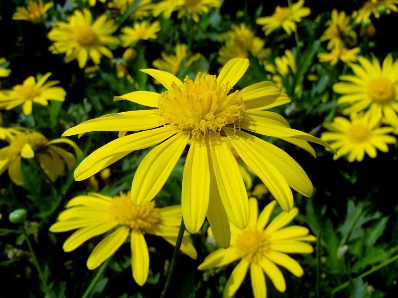  p data-id="ta0wqxsoamhq">茼蒿菊,是菊科木茼蒿属灌木植物.