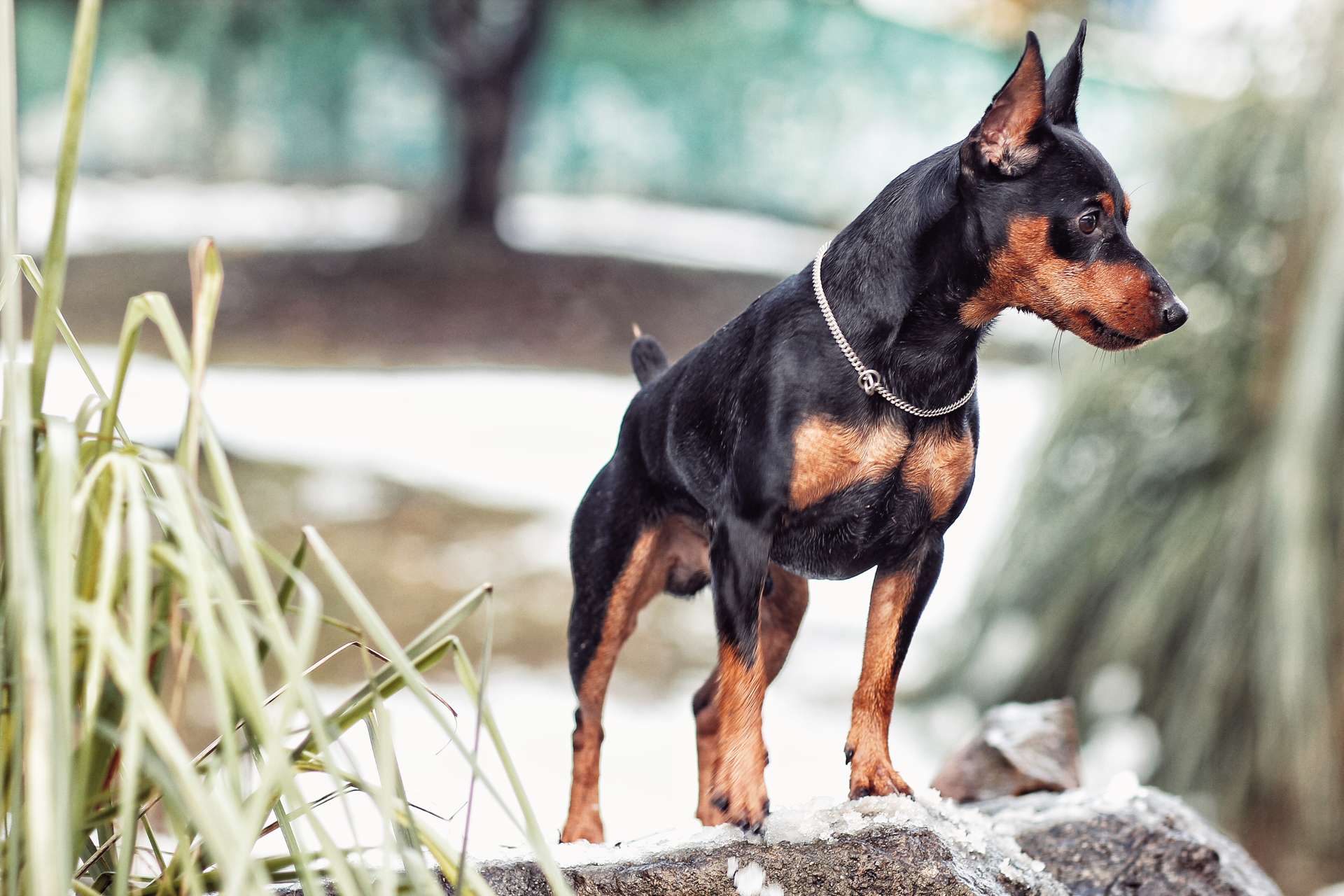  p>迷你杜宾犬起源于19世纪的 a href="#" data-lemmaid="147953">