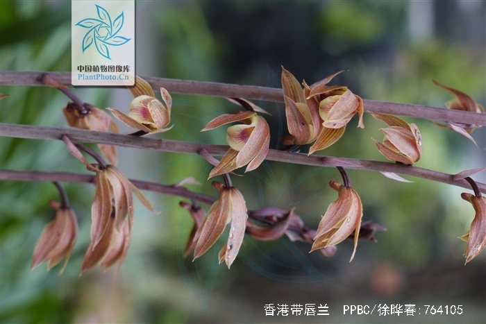 香港带唇兰