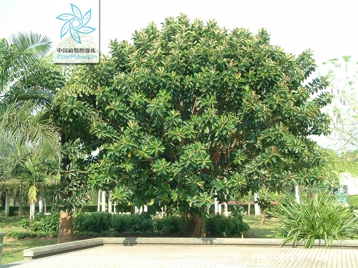 ficus elastica roxb. ex hornem.