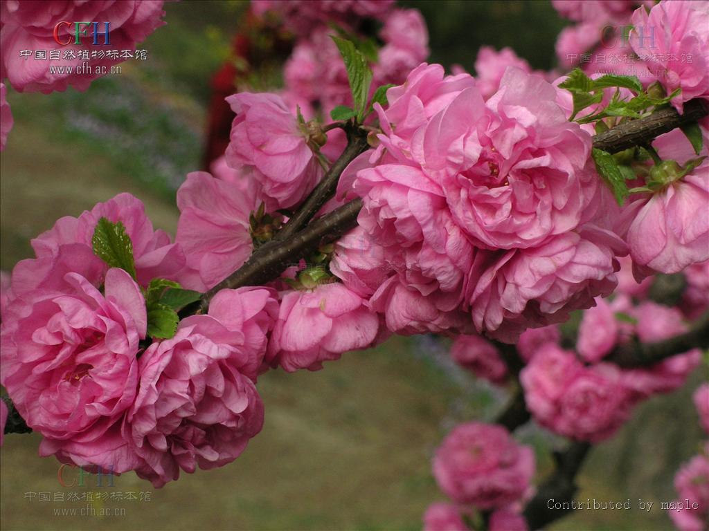  p>榆叶梅(学名:amygdalus triloba),又叫小桃红,因其叶片像榆树叶