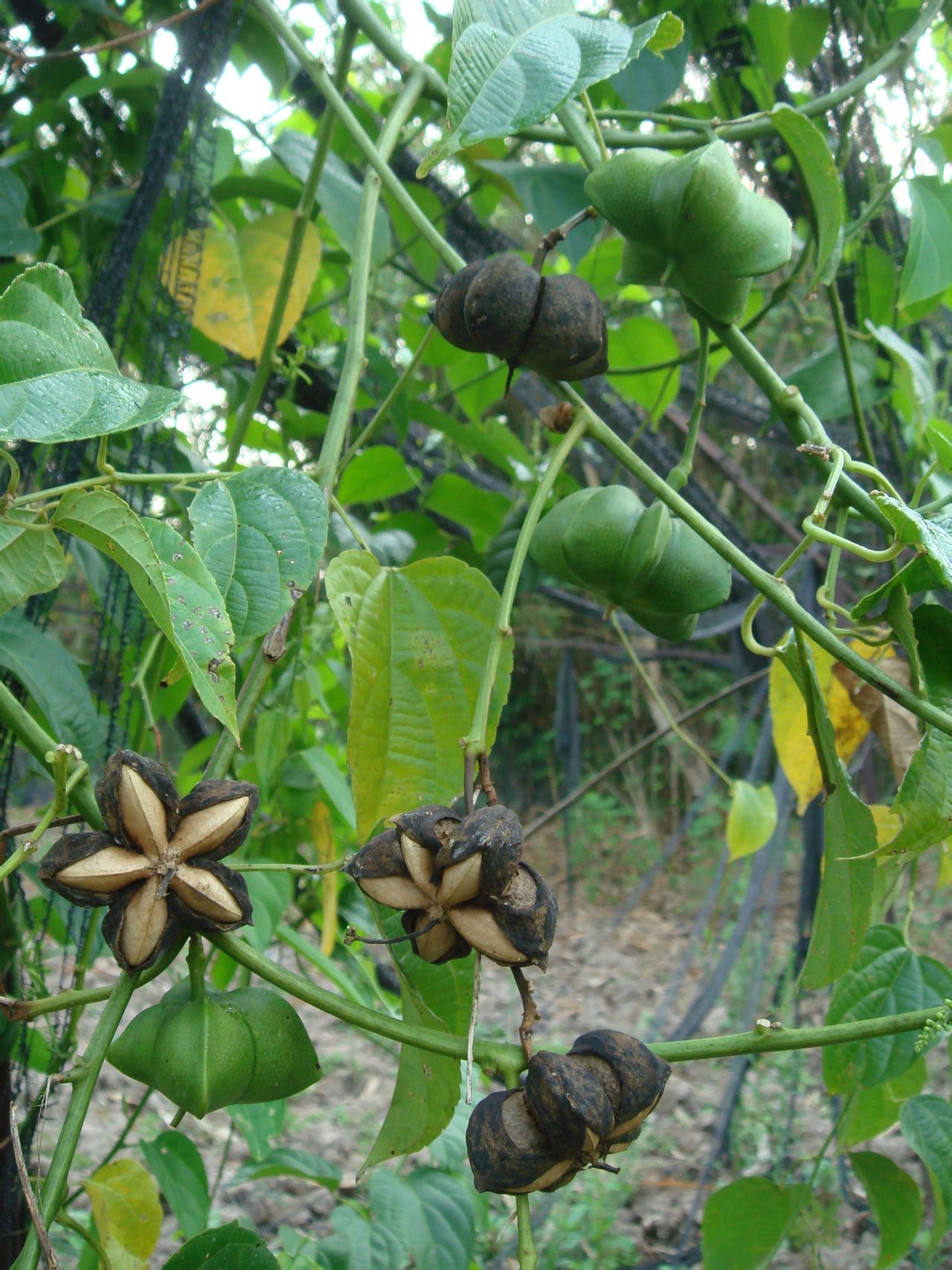  p data-id="gnbjwut68w">星油藤(学名: i>p