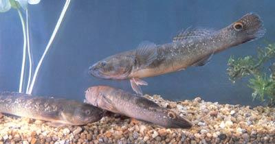  p>乌塘鳢(学名: i>bostrychus sinensis /i>)是塘鳢科,乌塘鳢属的一