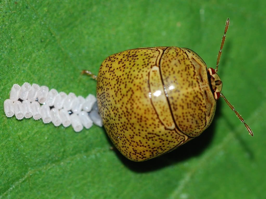 ">半翅目 /a> a target="_blank" href="/item/龟蝽科/6258821" data