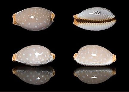  p>厚皮宝螺(学名:staphylaea limacina interstincta )是腹足纲宝螺