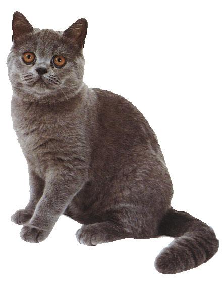 外来种短毛猫