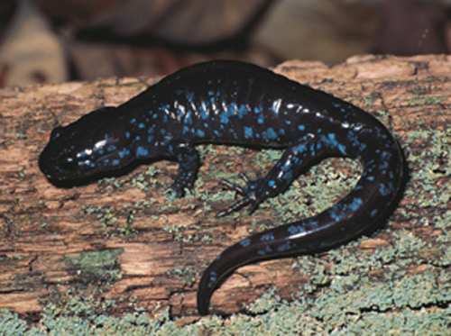 blue-spotted salamander