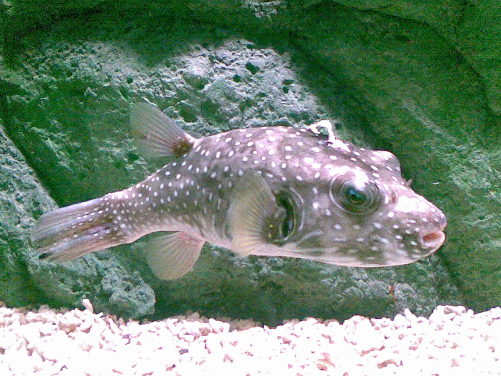  p>狗头鱼又叫叉鼻鲀,种类繁多,主要有: a targe