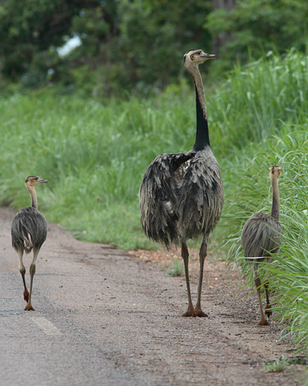  p>大美洲鸵指名亚种(学名:rhea americana americana)是美洲鸵鸟目