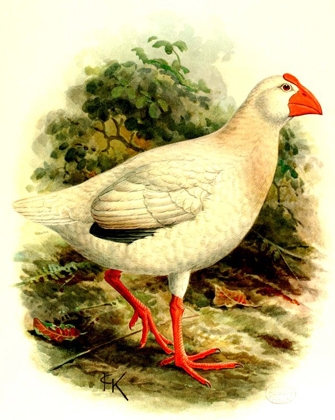 新不列颠紫水鸡